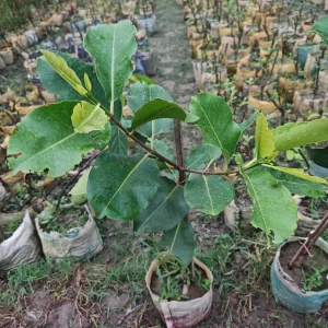 KG-10 জামের চারা-01