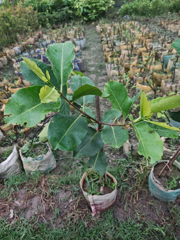 KG-10 জামের চারা-01