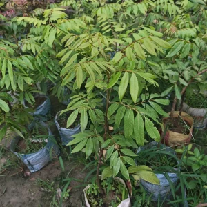 ফোর সিজন লংগান চারা-01