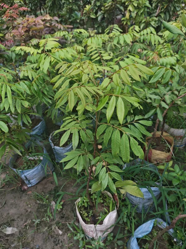 ফোর সিজন লংগান চারা-01