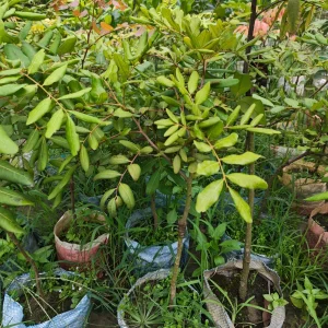পিংপং লংগান চারা-02