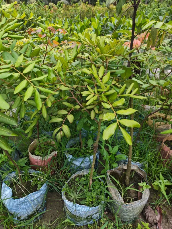 পিংপং লংগান চারা-02