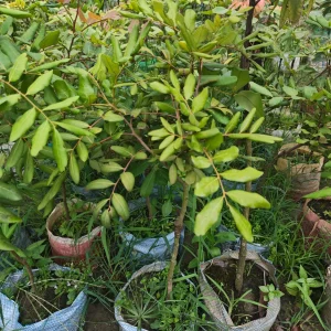 পিংপং লংগান চারা-01