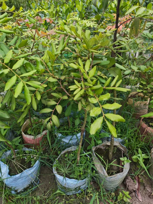 পিংপং লংগান চারা-01