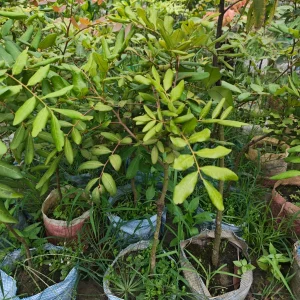 পিংপং লংগান চারা-03