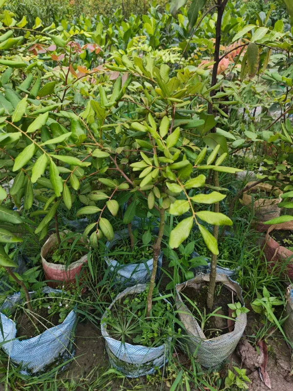 পিংপং লংগান চারা-03