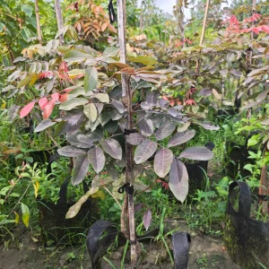 লংগানের চারা-01