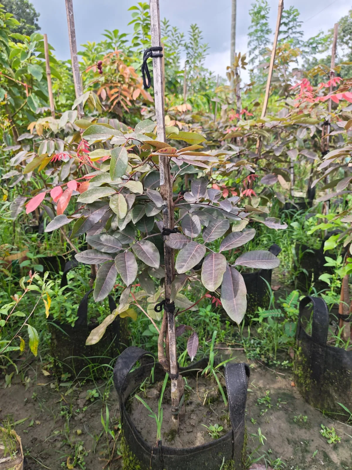 লংগানের চারা-01