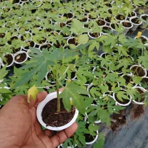 হাইব্রিড পেঁপের চারা-02