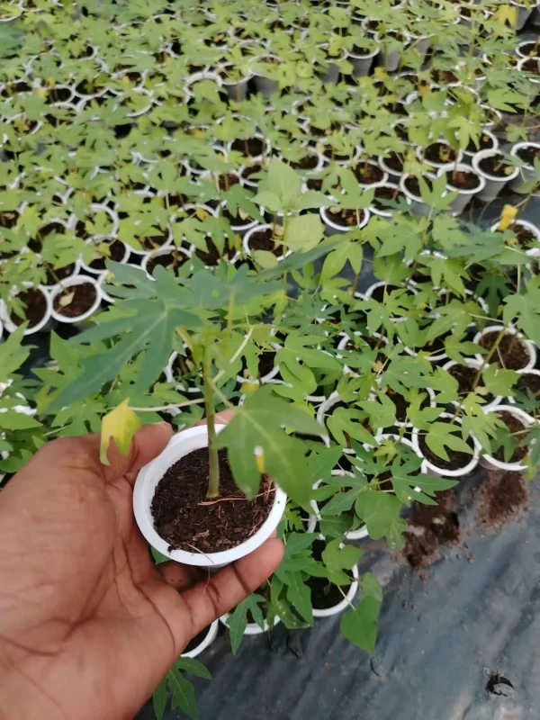 হাইব্রিড পেঁপের চারা-02