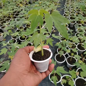 হাইব্রিড পেঁপের চারা-01
