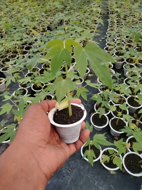 হাইব্রিড পেঁপের চারা-01