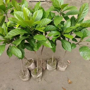 থাই লটকন চারা-01