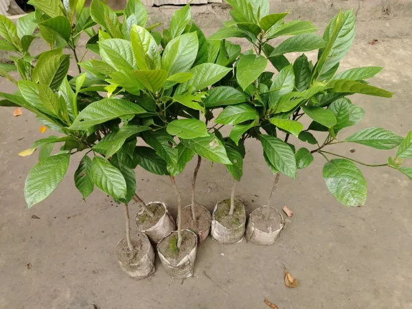 থাই লটকন চারা-01