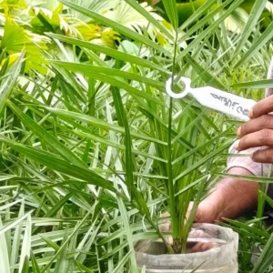 খেজুরের চারাগাছ-01