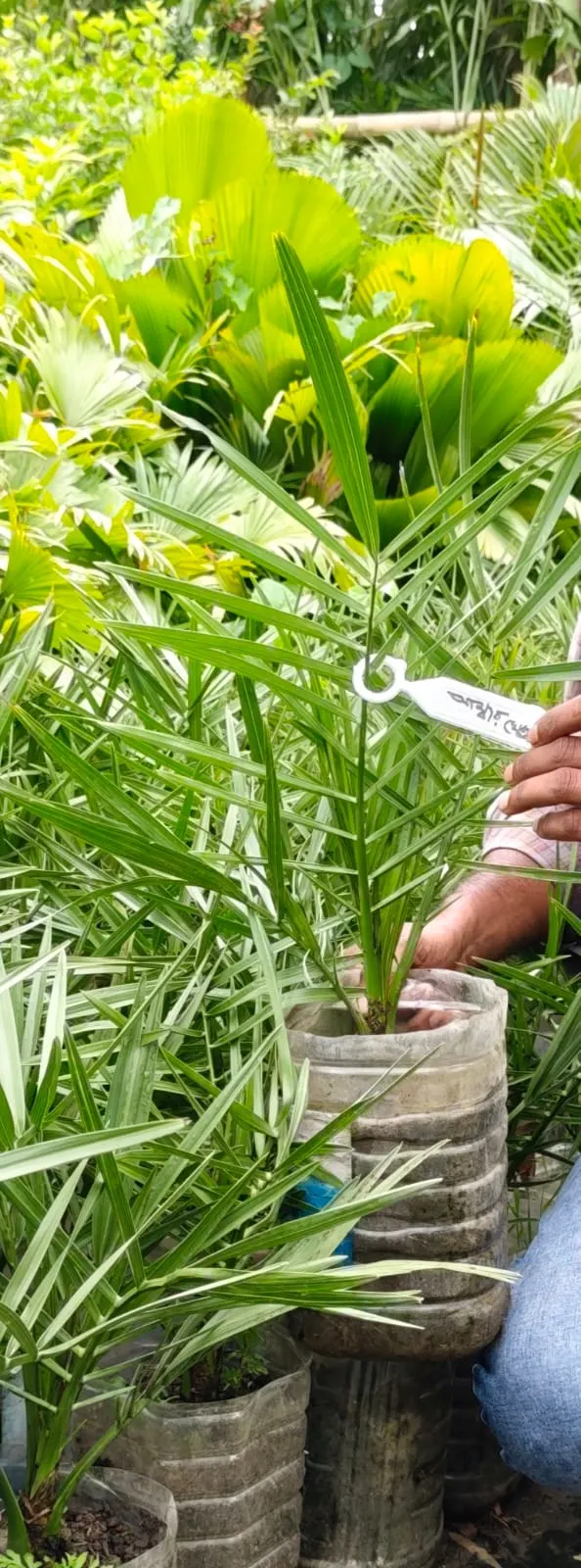 খেজুরের চারাগাছ-01