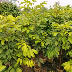 মালয়েশিয়ান রাম্বুটানের চারা-01
