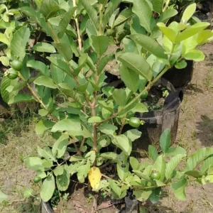 থাই পেয়ারার চারা-02