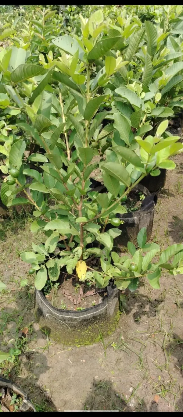 থাই পেয়ারার চারা-02