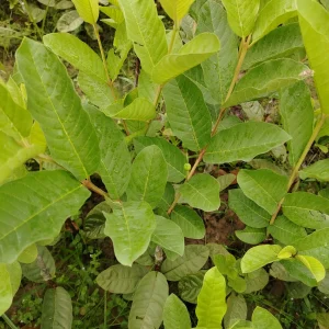 থাই পেয়ারার চারা-03