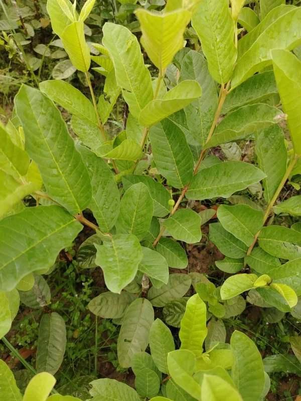 থাই পেয়ারার চারা-03