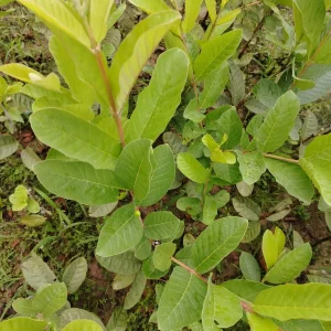 থাই পেয়ারার চারা-01