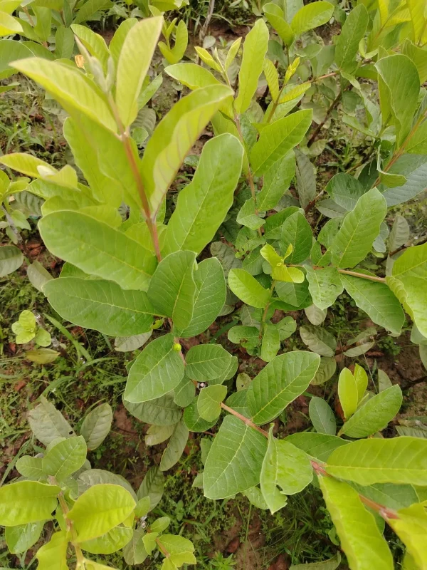 থাই পেয়ারার চারা-01