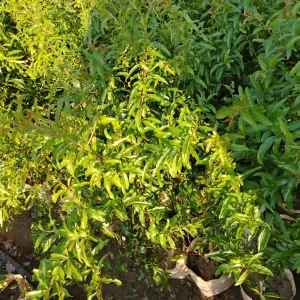 বেদানার চারা-02