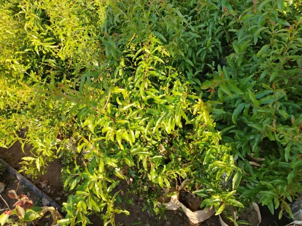 বেদানার চারা-02