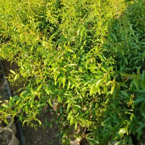 বেদানার চারা-01