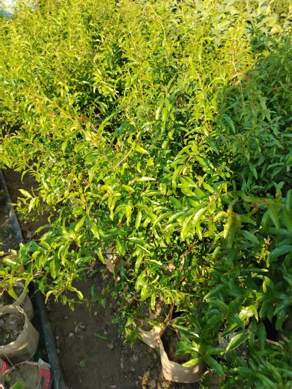 বেদানার চারা-01