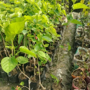 তুর্কি লং মালবেরি চারা