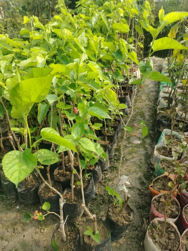 তুর্কি লং মালবেরি চারা